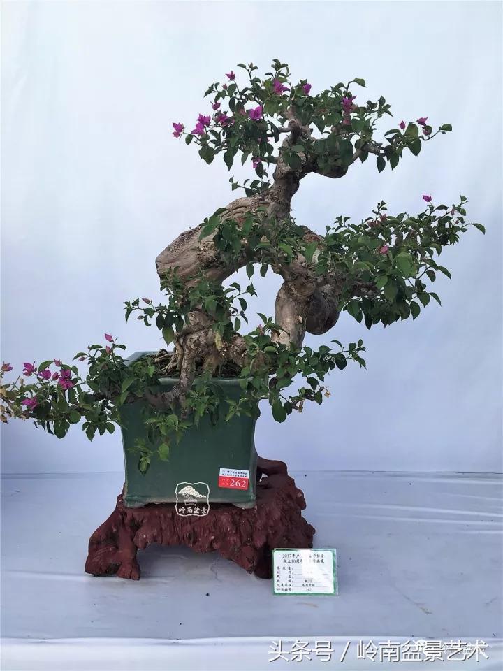 精品掌中宝三角梅盆景,顶级国宝级三角梅盆景