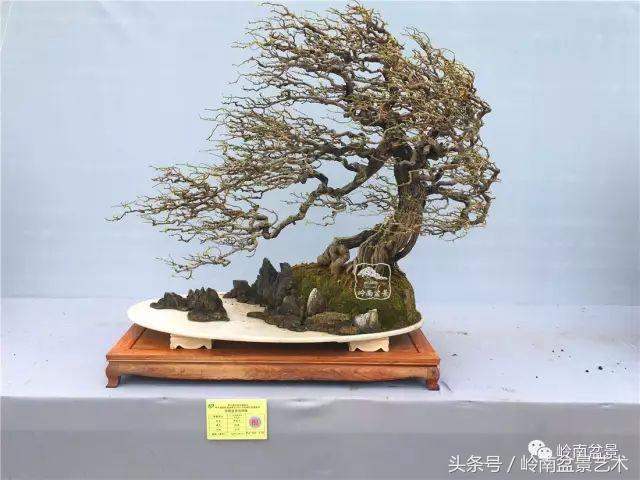 精品掌中宝三角梅盆景,顶级国宝级三角梅盆景