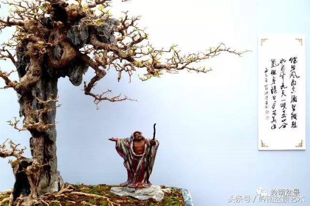 精品掌中宝三角梅盆景,顶级国宝级三角梅盆景