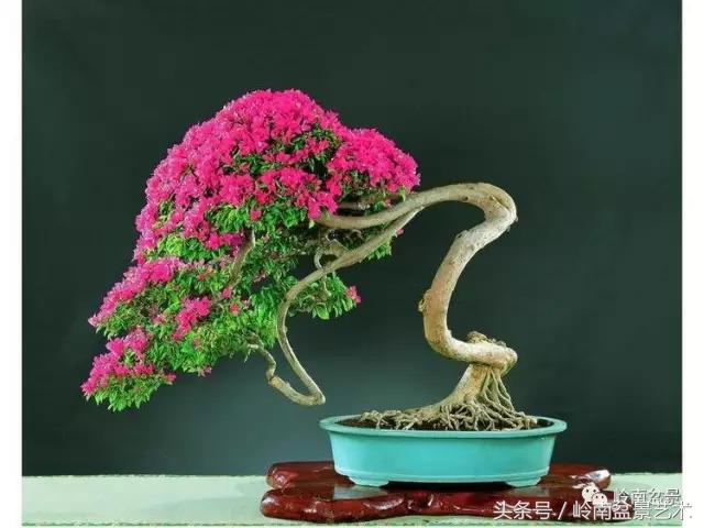 精品掌中宝三角梅盆景,顶级国宝级三角梅盆景