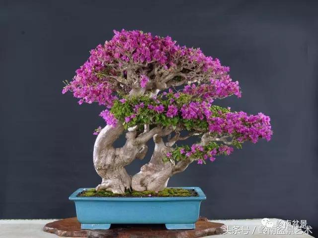精品掌中宝三角梅盆景,顶级国宝级三角梅盆景