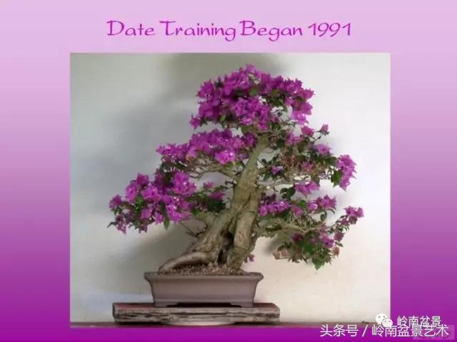 精品掌中宝三角梅盆景,顶级国宝级三角梅盆景