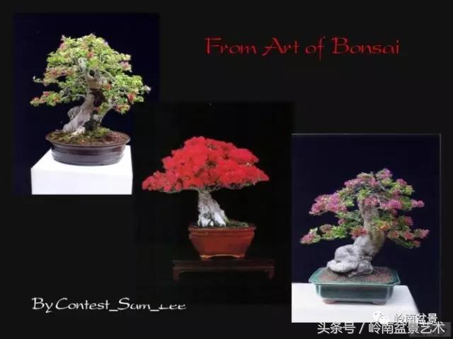 精品掌中宝三角梅盆景,顶级国宝级三角梅盆景