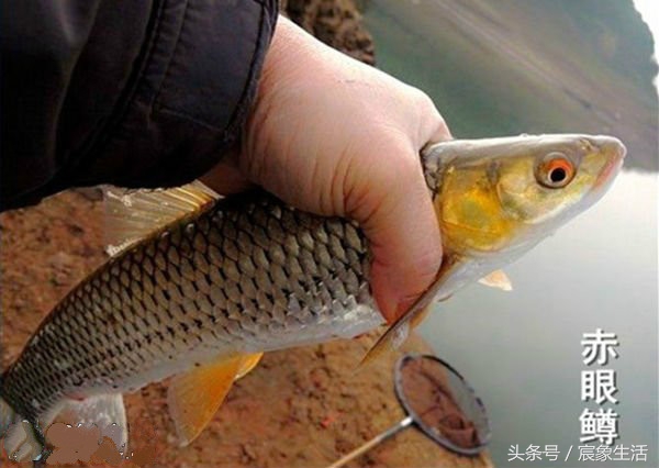 钓鱼零基础台钓知识大全,淡水鱼品种及习性大图