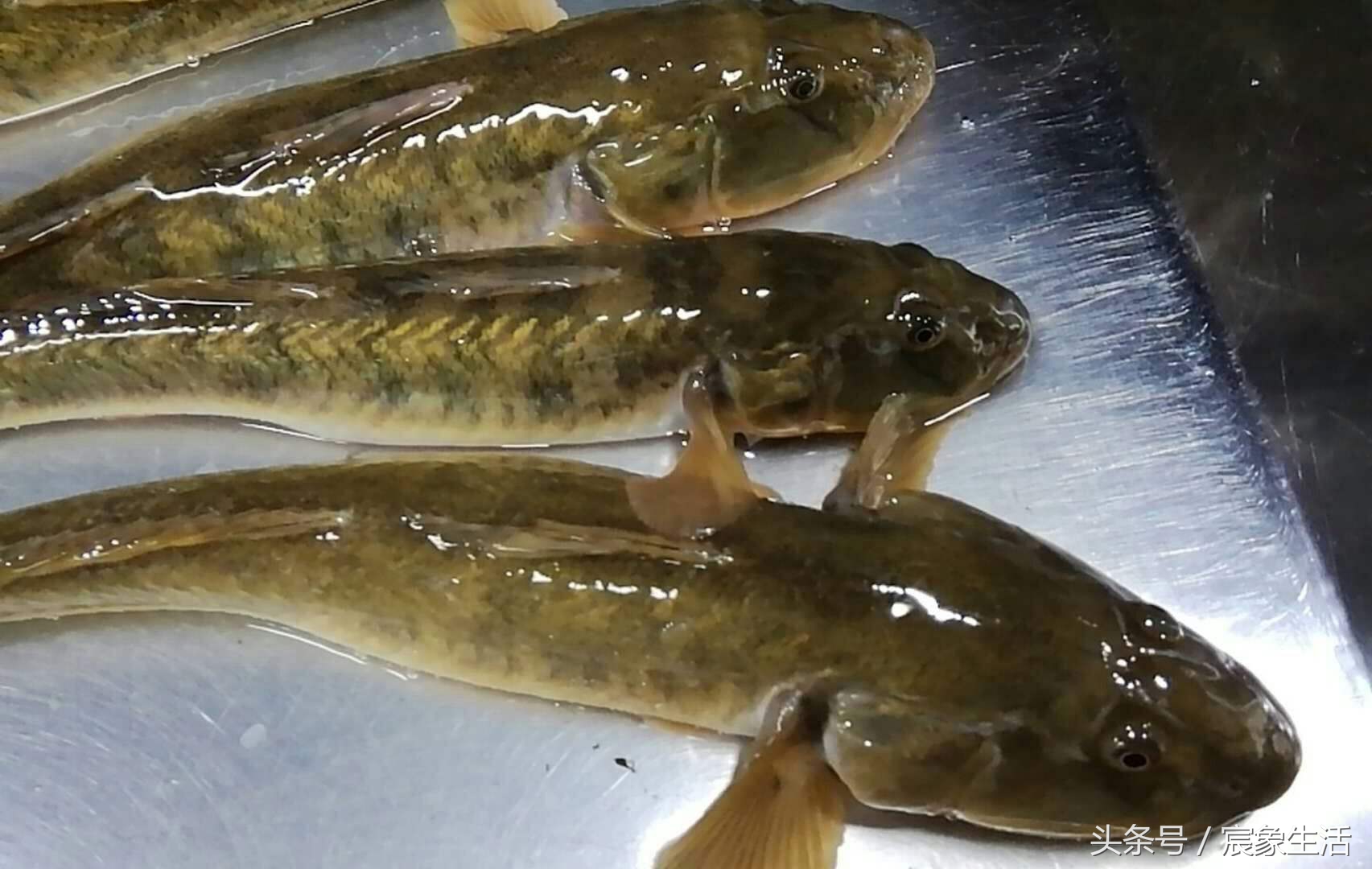 淡水鱼品种识别,溪流台钓常见鱼种