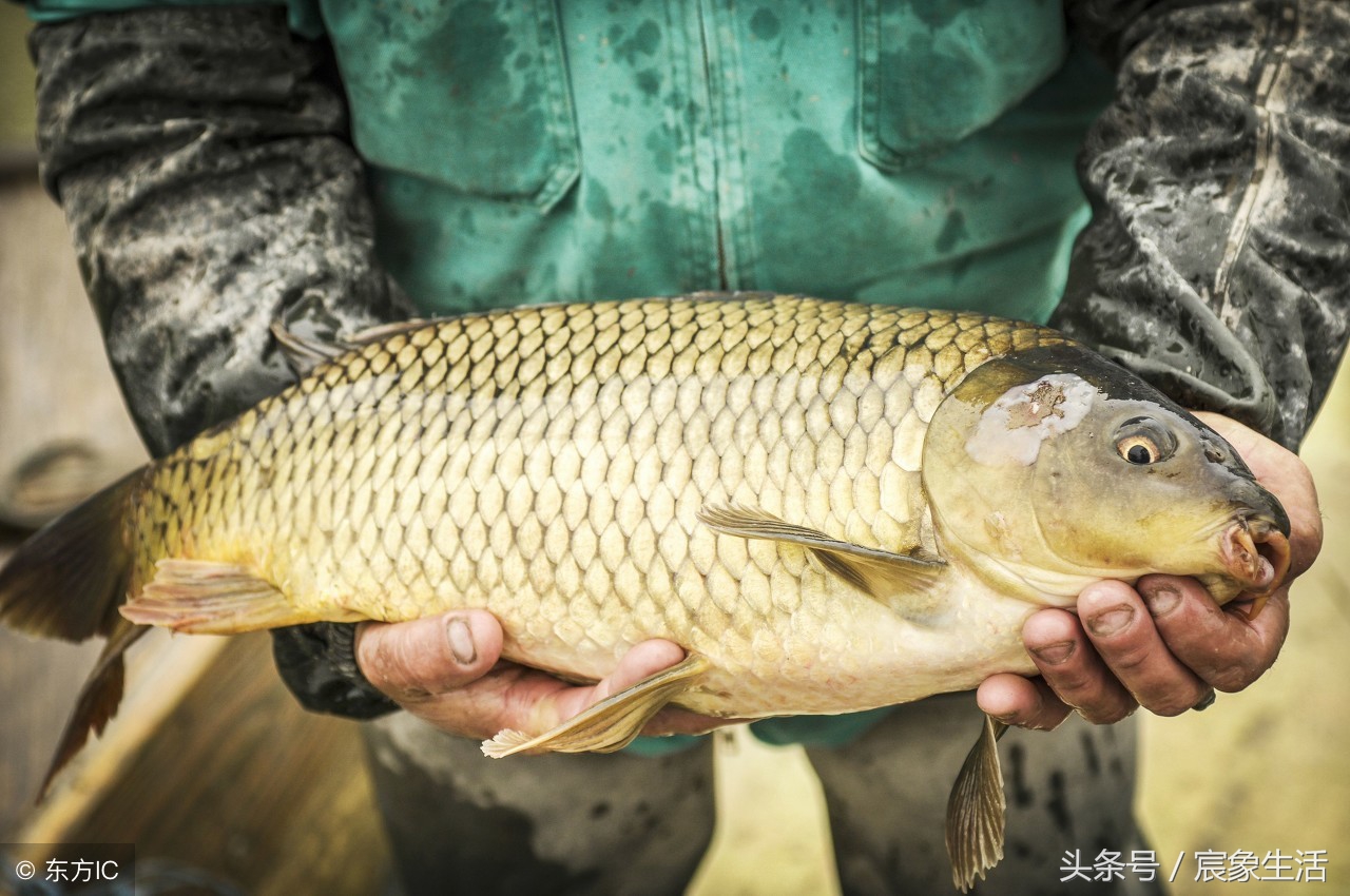 钓鱼零基础台钓知识大全,淡水鱼品种及习性大图