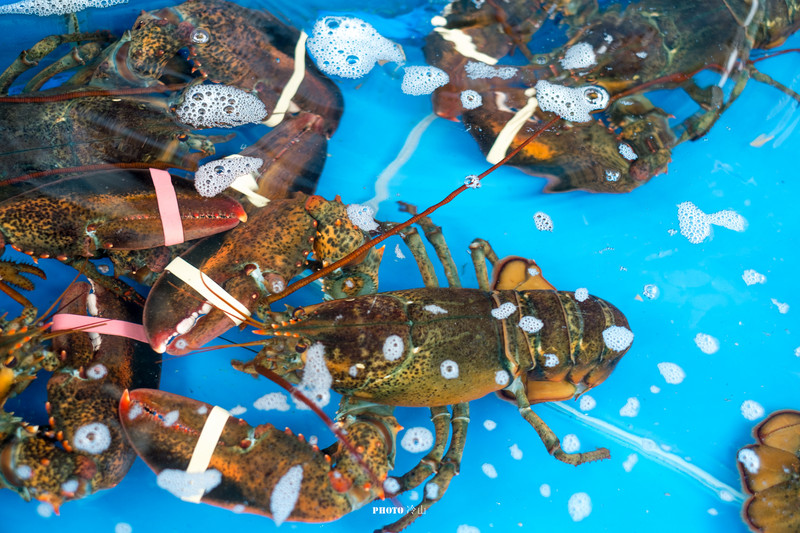 中国侨都江门介绍,中国侨乡广州江门新会掠影