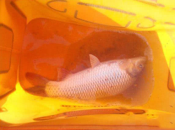 江边手竿赤眼鱼怎么钓,赤江钓鱼