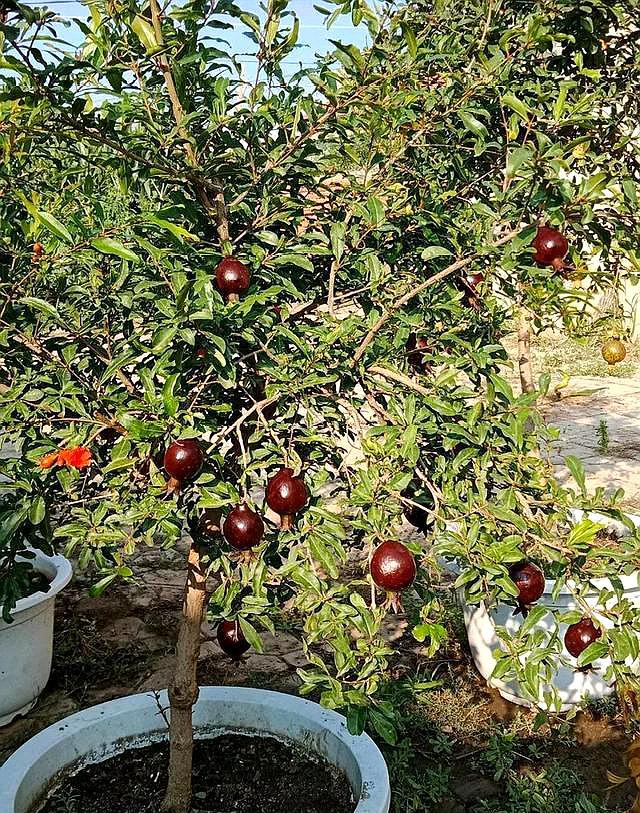 家庭养的石榴怎么施肥,家庭盆栽石榴树养殖方法