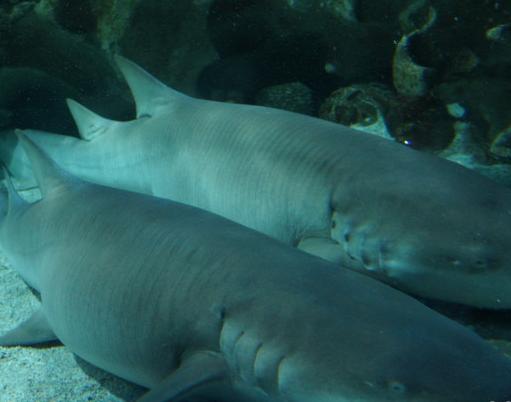 北京工体富国海底世界儿童免票么,去看北京海洋馆富国海底世界
