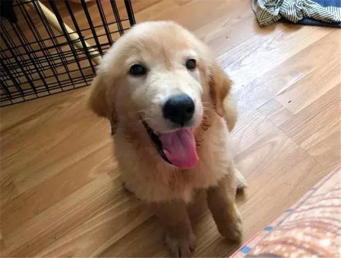 幼犬金毛吃多了会怎样,金毛吃多了拉稀需要禁食吗