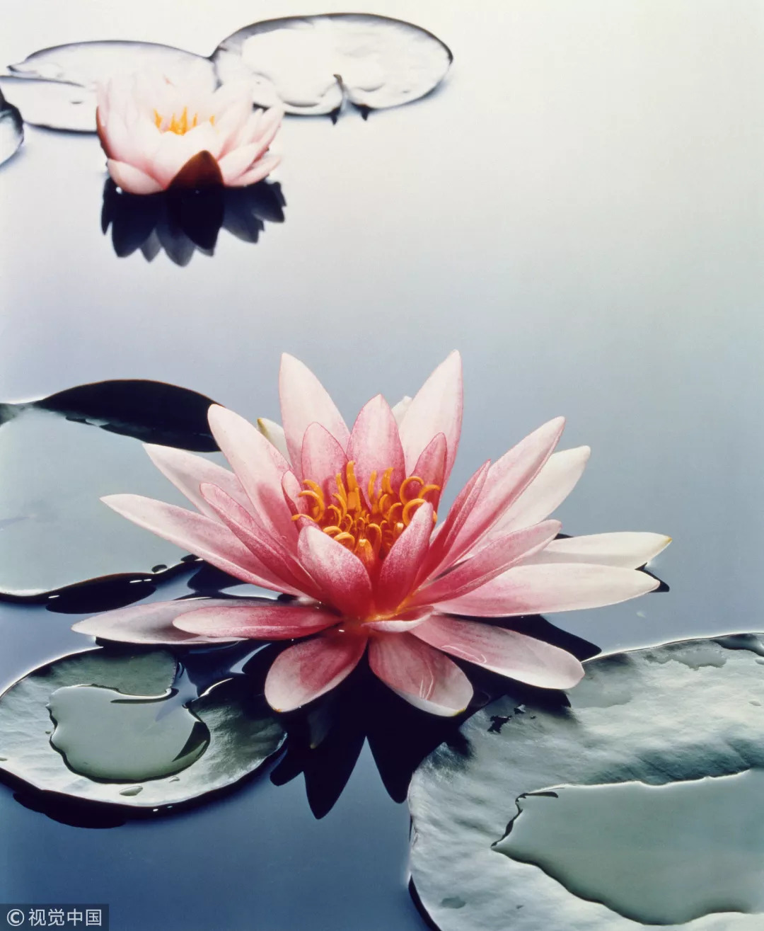 睡莲与荷花有什么区别和联系,莲花荷花睡莲傻傻分不清