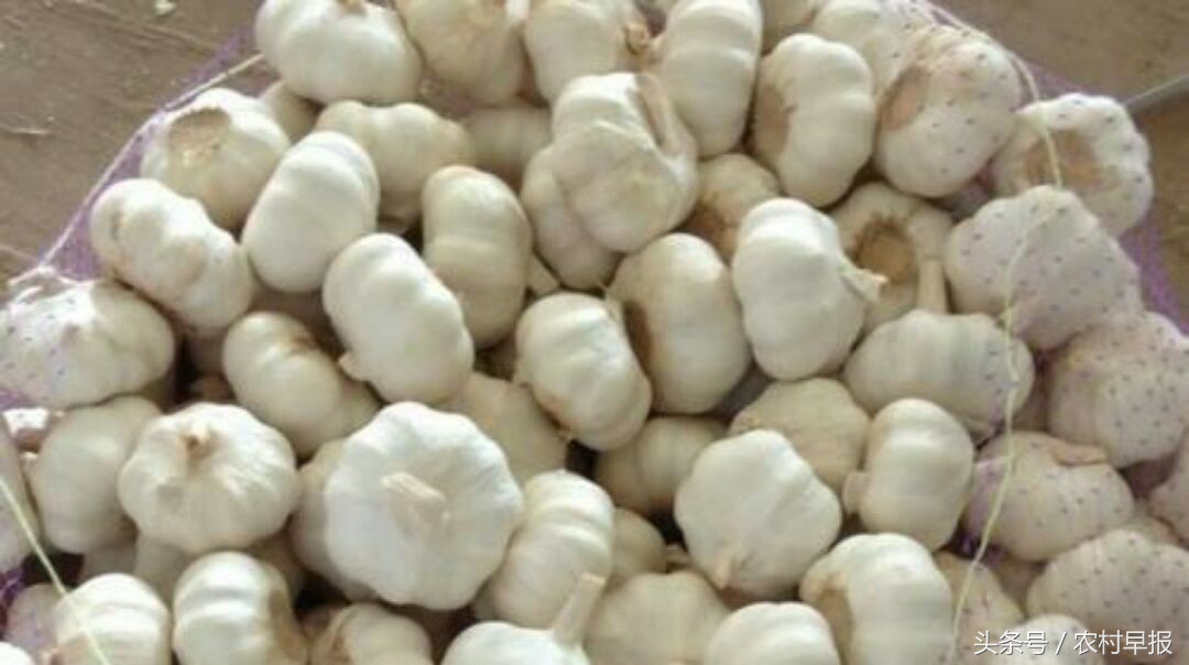 什么品种的绿头蒜苔大蒜比较早熟,种植早熟大蒜和晚熟大蒜哪种赚钱