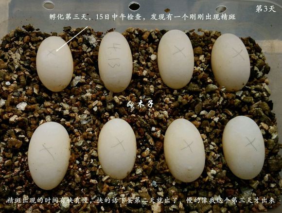 草龟繁殖经验分享孵蛋40天破壳,草龟孵化及幼龟养殖