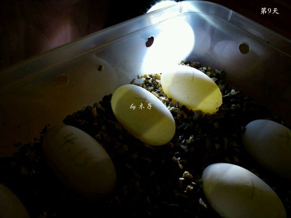 草龟繁殖经验分享孵蛋40天破壳,草龟孵化及幼龟养殖