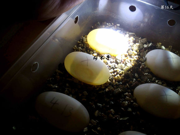 草龟繁殖经验分享孵蛋40天破壳,草龟孵化及幼龟养殖