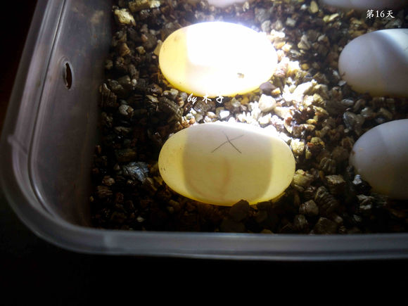 草龟繁殖经验分享孵蛋40天破壳,草龟孵化及幼龟养殖