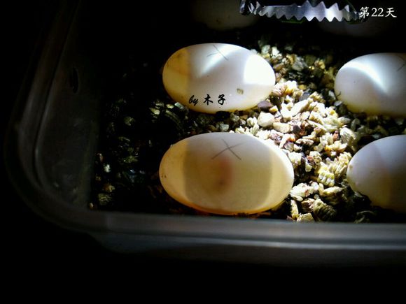 草龟繁殖经验分享孵蛋40天破壳,草龟孵化及幼龟养殖