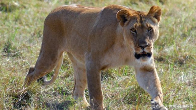 棕熊打老虎狠还是打狮子狠,棕熊和狮子谁更强