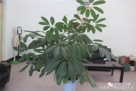 家中养什么花聚财旺家保平安,聚财旺家保平安