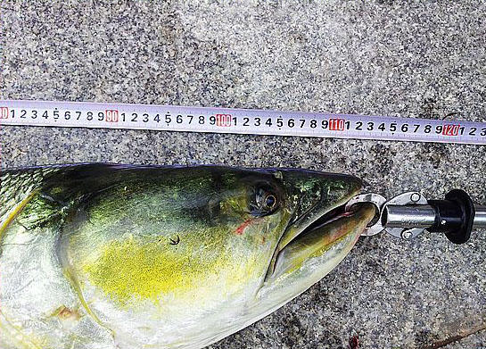 此鱼游泳迅速，行动敏捷，被广大钓友称为“水老虎”