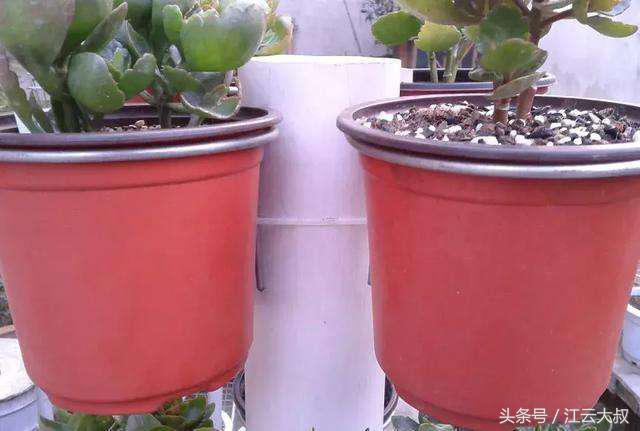 自制户外花架100种图片,自制多肉花架最简单的方法