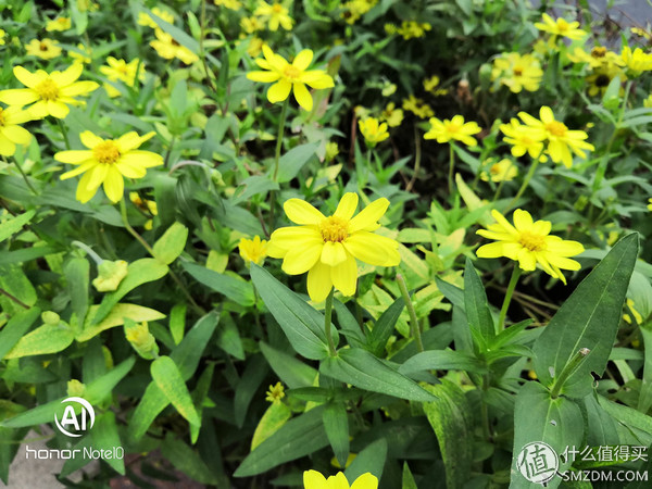 小米max3和荣耀note10该选哪个,小米max3和红米note5对比