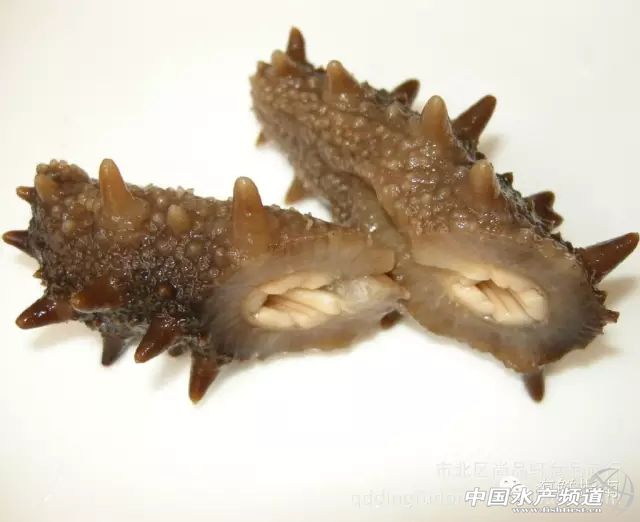 海参价格大跌原因,海参价格大跌吗