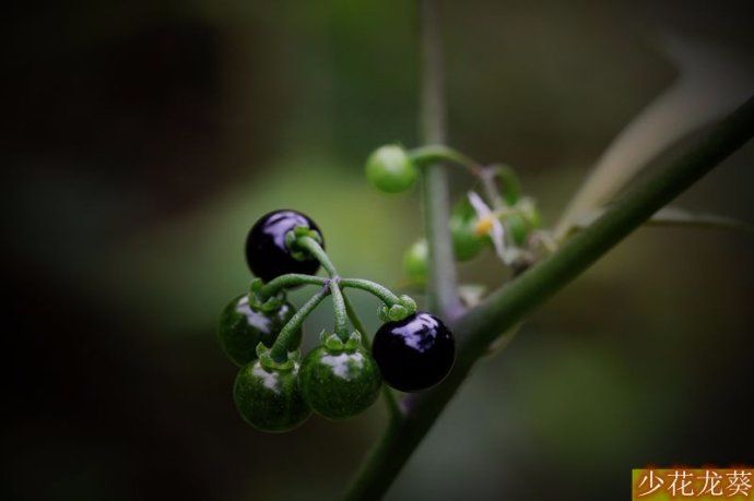 山里可以吃的小果子,一种野生甜甜的成串的小果子