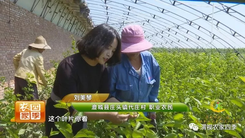 渭南市第二届最美职业农民候选人,渭南最美职业农民候选人