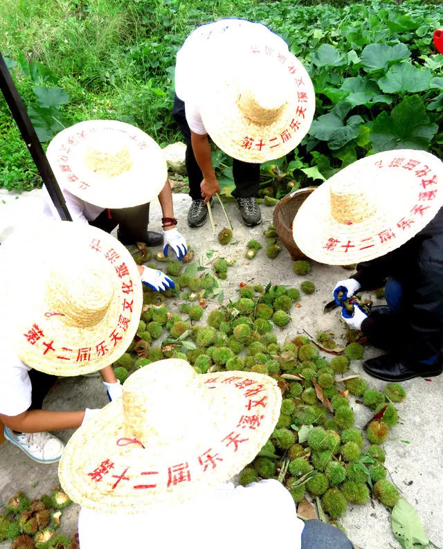 风物特产推介,湖北罗田大红袍板栗