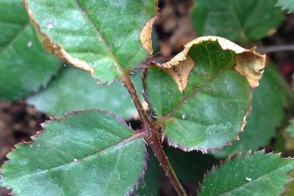 鏈堝鍙舵灟鐥呯殑闃叉不,鏈堝鍙舵灟鐥呯殑闃叉不鏂规硶