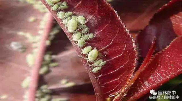 甘肃省城市园林绿地养护管理标准,二月份园林养护技术要点