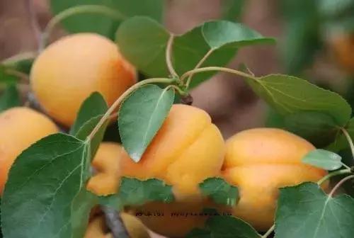 青白江哪里可以摘水果,青白江瓜果哪里买