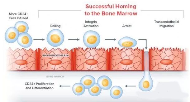 脐带间充质干细胞的扩增,脐带血干细胞国内外研究现状