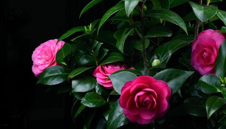 美丽好看的茶花图片,绝美茶花