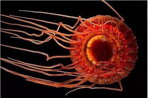 三亚男子游泳遇险,男子被鱼拖下水4公里外获救万幸