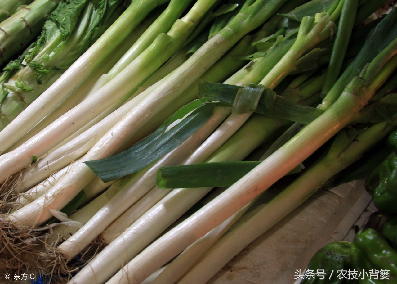 让大葱生长的简单方法,种植大葱白又直又长的小技巧