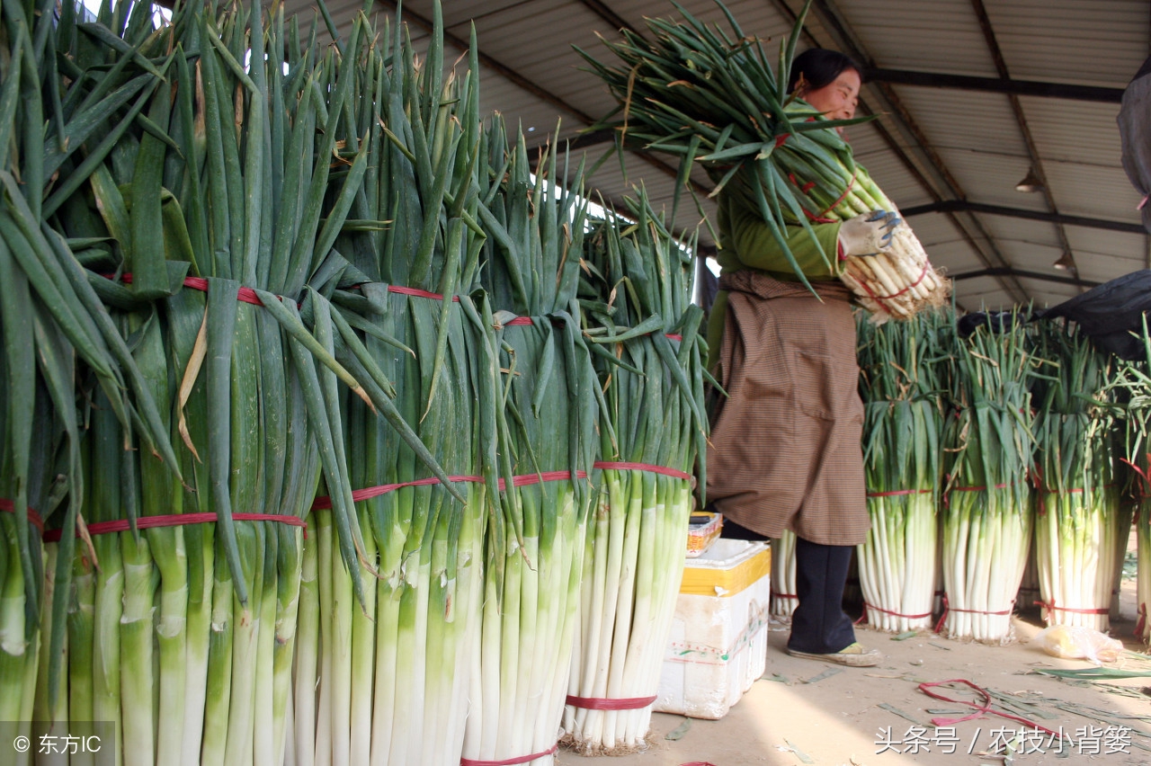 让大葱生长的简单方法,种植大葱白又直又长的小技巧