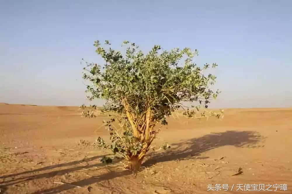 真实的迪拜风景,真实的迪拜酒店