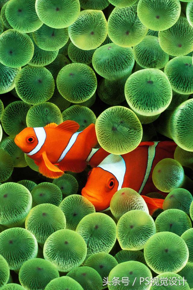 苹果官方最新发布的高清壁纸图文,iphone各系列经典壁纸