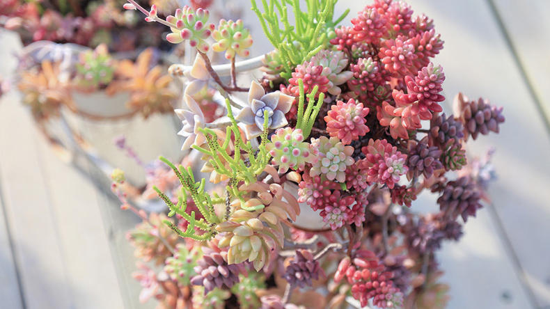 多肉的100个常见品种,10种公认的多肉