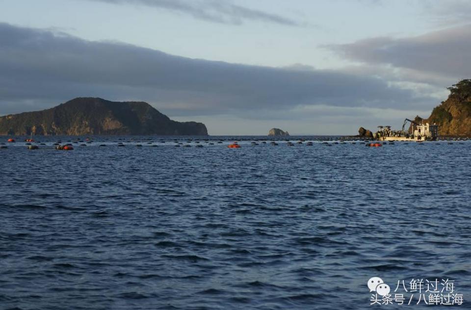 新西兰海边青口贝,新西兰赶海吃青口贝