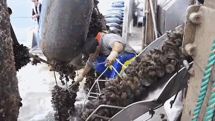 新西兰海边青口贝,新西兰赶海吃青口贝