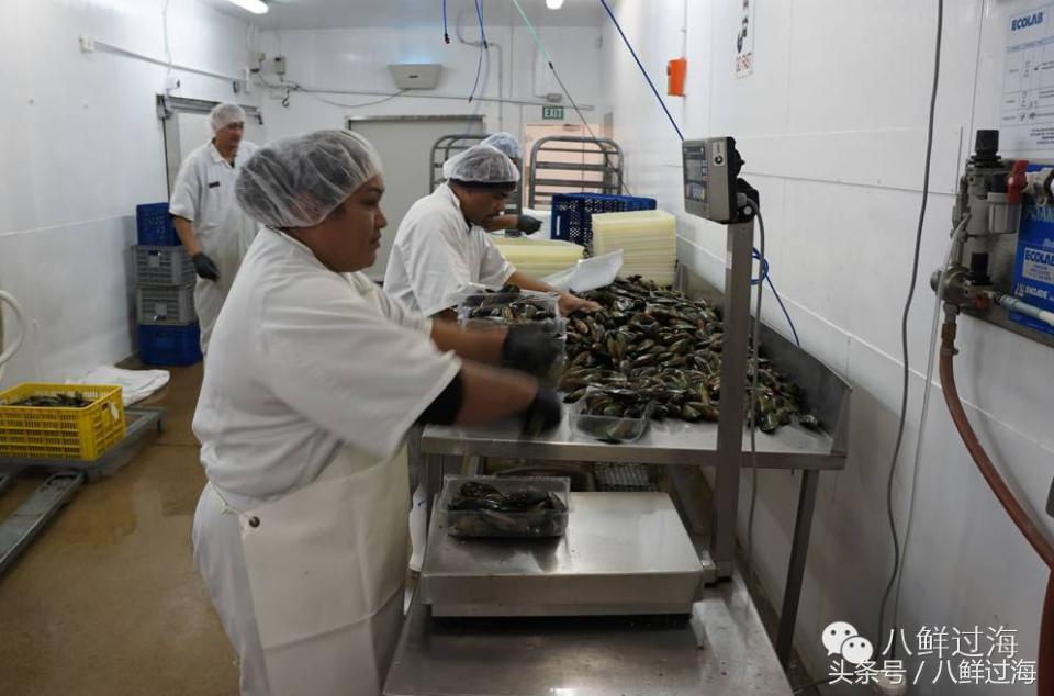 新西兰海边青口贝,新西兰赶海吃青口贝