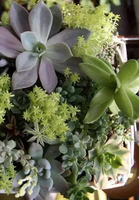 小伙回到农村种“多肉”,一棚能赚五六万元