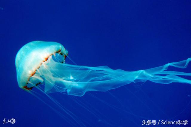 生物进化论能证明人类的起源,人类真的是猿进化的吗