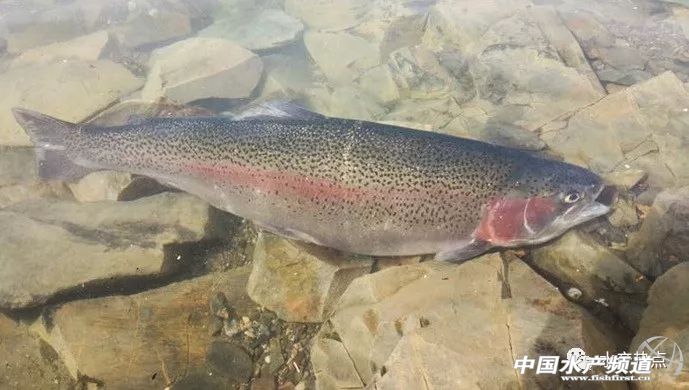 盐碱地变身新粮仓,盐碱地改良滩涂变良田