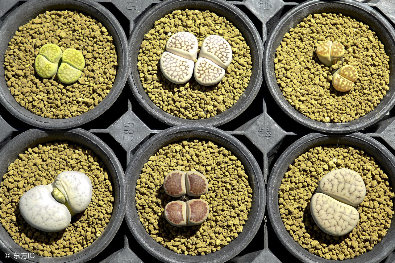 老桩群生多肉买什么颗粒土,多肉怎么养出粗壮的老桩呢