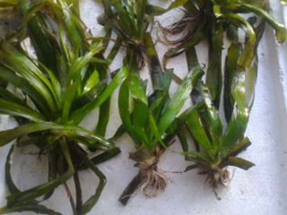 小龙虾幼苗喂豆浆多久喂一次,鱼缸养小龙虾喂什么东西